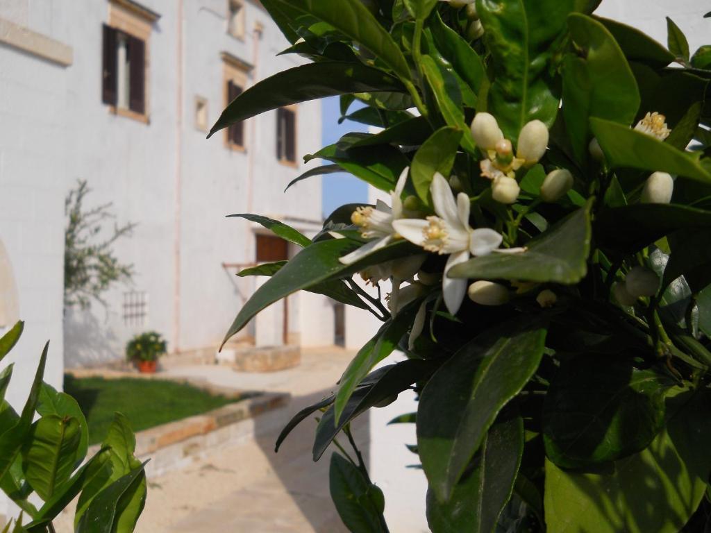 Masseria De Michele Montalbano  Extérieur photo