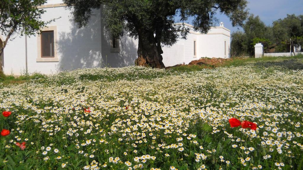 Masseria De Michele Montalbano  Extérieur photo